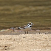 Charadrius dubius Scopoli,1786